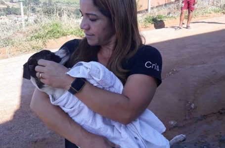 Solidariedade! Ajude a protetora de animais Cris na causa animal na cidade de Itupeva com doações