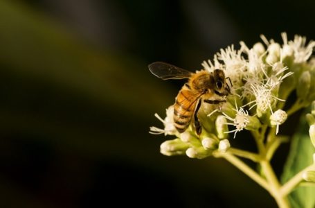 Brasil conclui testes de soro inédito para picadas múltiplas de abelha