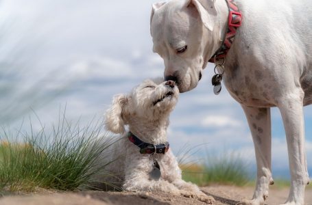 Como os pets podem contribuir no tratamento de doenças?