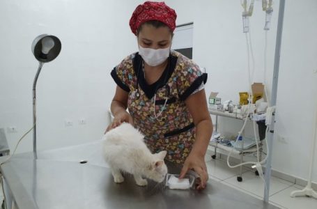 Creadoca tem programas de adoção responsável e de castração de cães e gatos em Cabreúva