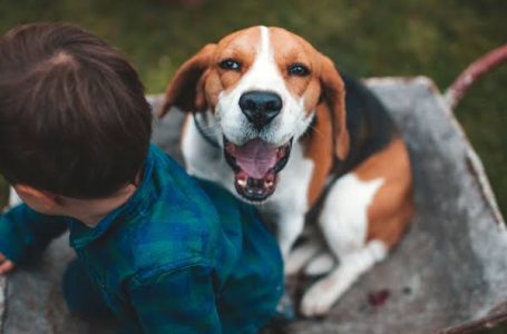 Dia das Crianças: adotar um animal é coisa séria e exige planejamento