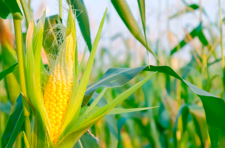 Agricultura orgânica: como fazer um controle biológico de pragas e doenças adequado?