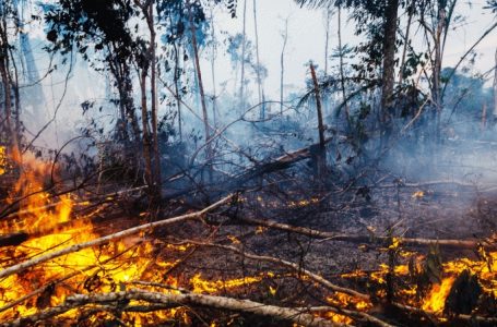 Retrospectiva de 2019 e perspectivas para 2020 na área ambiental