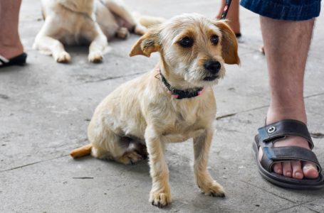 Programa Saúde Animal realiza as últimas castrações de 2019 em Cajamar