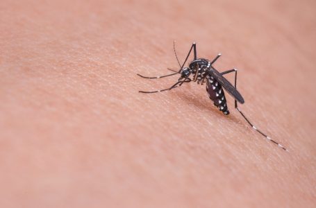 Crise climática favorece o desenvolvimento de mosquito transmissor da dengue