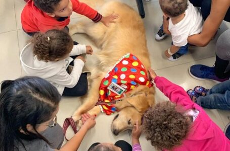 Cão ‘funcionário’ de hospital em Jundiaí visita crianças internadas fantasiado de palhaço