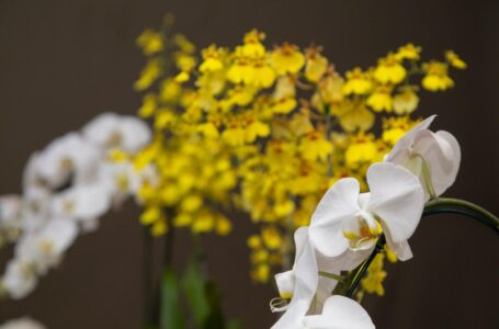 Flores e plantas substituirão presença física no almoço de Páscoa