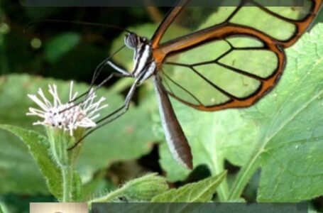 Conhecimento ecológico é tema de palestra on-line da Fundação Serra do Japi em Jundiaí