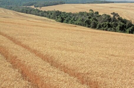 Webinar ABAG: União, rastreabilidade e combate à ilegalidade são chave para o agronegócio ampliar e diversificar sua exportação