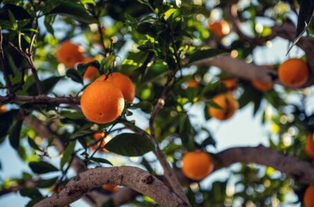 Instituto Agronômico faz recomendações para citricultores no inverno