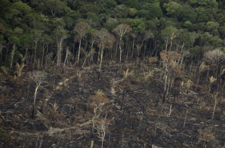 Empresas pedem ações contra desmatamento na Amazônia em carta a Mourão