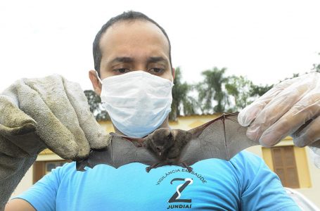 Vigilância em Saúde faz análise de risco após localização de morcegos com raiva em Jundiaí