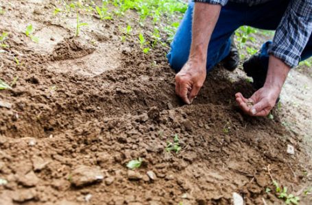 Produtores de Cândido Rodrigues adotam boas práticas de cultivo