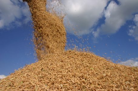 Importações de arroz pelo Brasil crescem até 311% em setembro