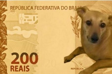 Vira-lata caramelo vira ‘cachorro propaganda’ da nota de R$ 200