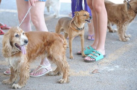 Tutor de animal de estimação deve ficar atento a produtos de limpeza