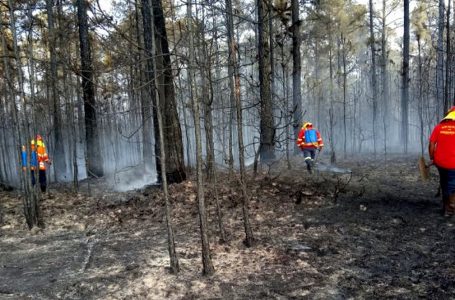 Incêndios florestais em SP mais do que dobram em 2020; animais fogem do fogo, invadem áreas urbanas e nº de resgates aumenta