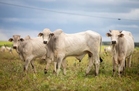 Workshop online aborda vigilância das síndromes neurológicas em animais