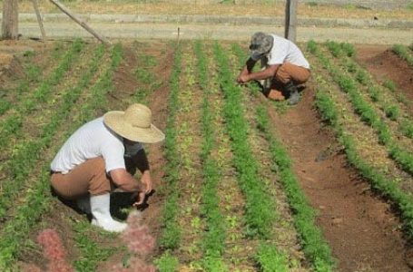 Plantação ajuda sentenciados a minimizar impactos psicológicos causados pela pandemia