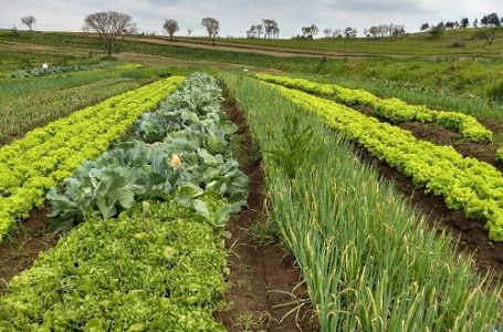 Itesp apoia a produção de alimentos orgânicos na comunidade quilombola Cafundó