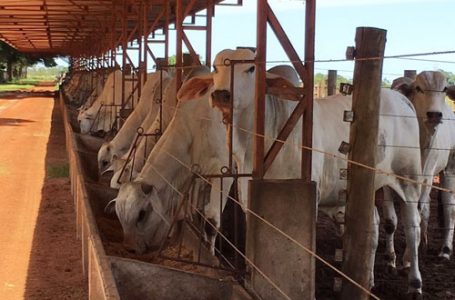 Pesquisa com participação da Agricultura de SP é reconhecida por revista científica