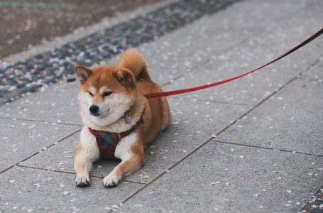 Casinha para pets em mercados permite que consumidor faça compras e monitore os animais