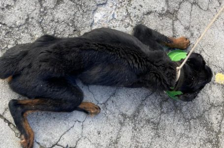 Após denúncia no 156, Debea resgata cães com maus tratos