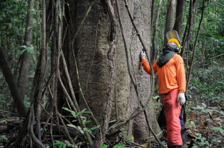 Governo estuda concessão de cinco áreas florestais no Amazonas