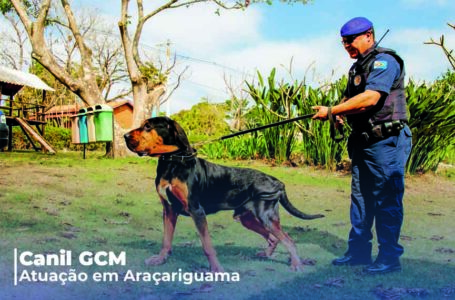 Pela primeira vez no Brasil, Justiça considera trabalho de cão farejador para definir sentença